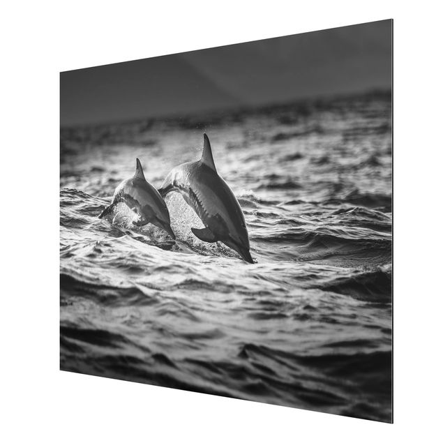 Alu Dibond Bilder Zwei springende Delfine