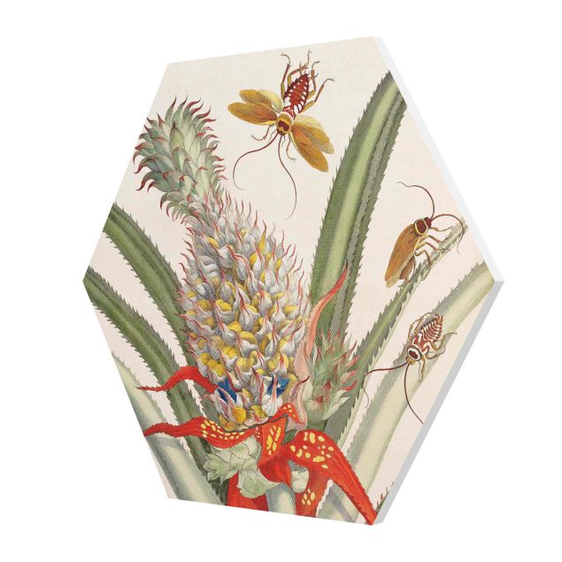 Kunstdrucke Anna Maria Sibylla Merian - Ananas mit Insekten