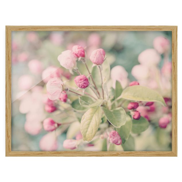 Bild mit Rahmen - Apfelblüte Bokeh rosa - Querformat 4:3