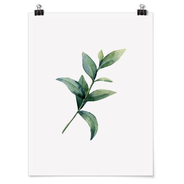 Schöne Wandbilder Aquarell Eucalyptus II