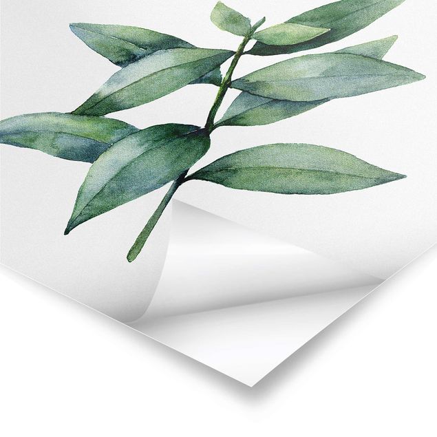 Poster - Aquarell Eucalyptus III - Quadrat 1:1