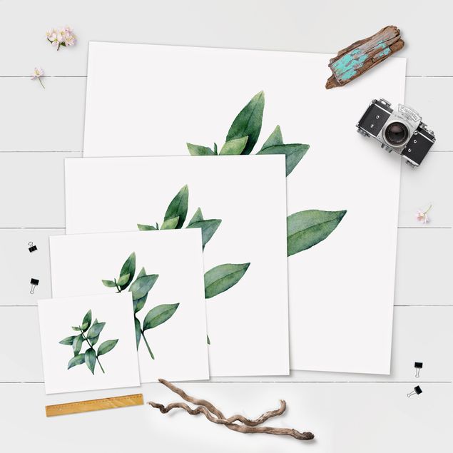 Poster - Aquarell Eucalyptus III - Quadrat 1:1