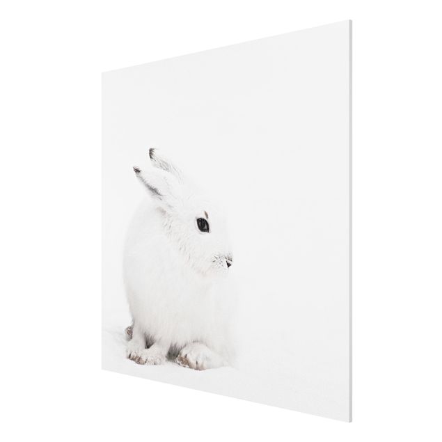 Forex Fine Art Print - Arktischer Hase - Quadrat 1:1