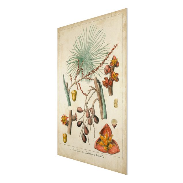 Forex Fine Art Print - Vintage Lehrtafel Exotische Palmen III - Hochformat 3:2