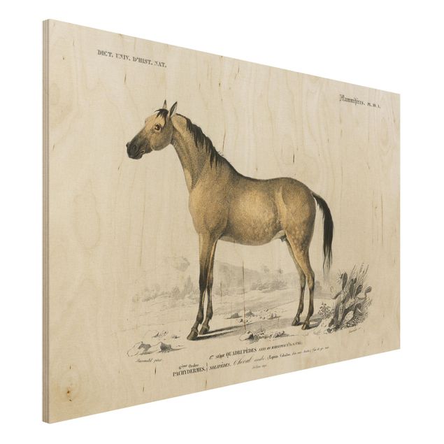 Vintage Bilder Holz Vintage Lehrtafel Pferd
