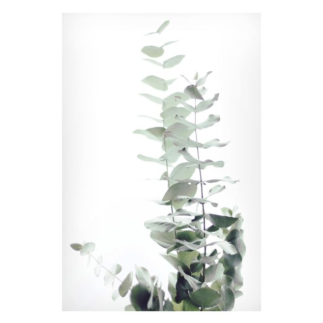Magnettafel Blumen Eukalyptus im Weißen Licht