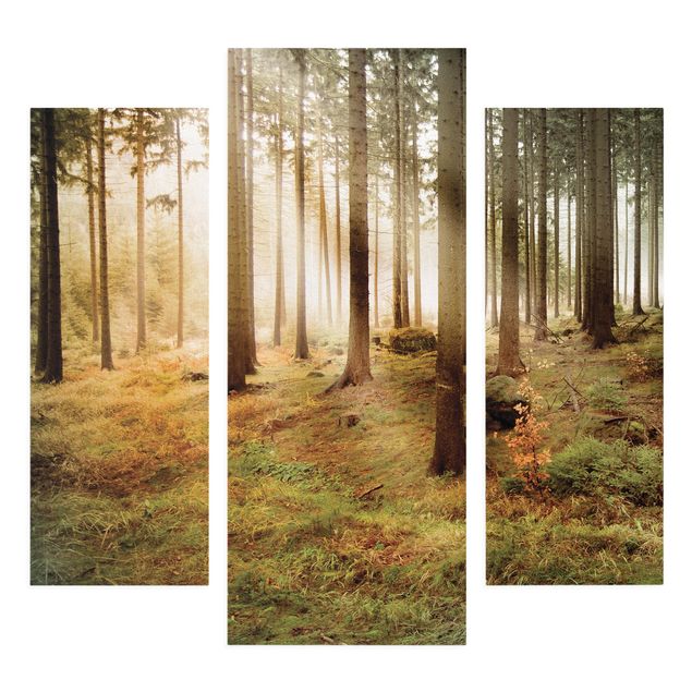 Bilder für die Wand Morning Forest
