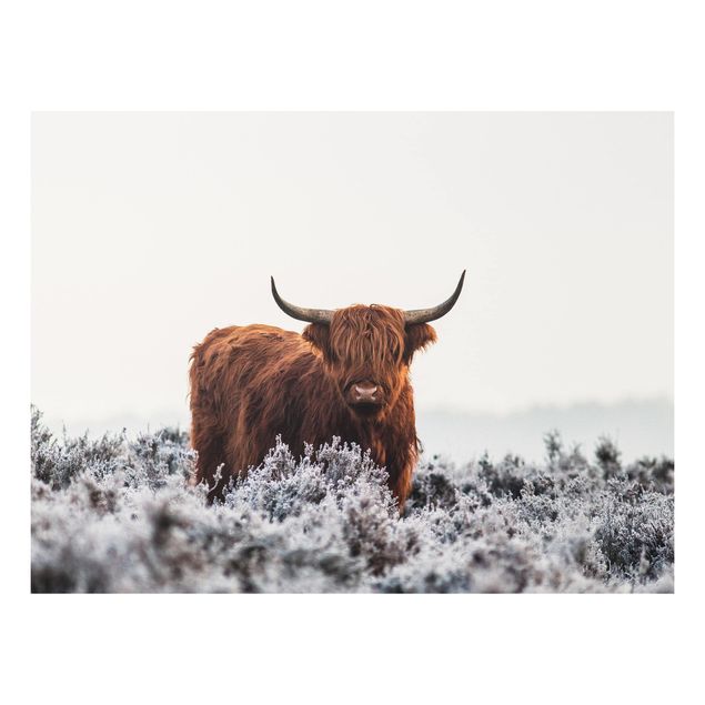 Bilder auf Hartschaumplatte Bison in den Highlands