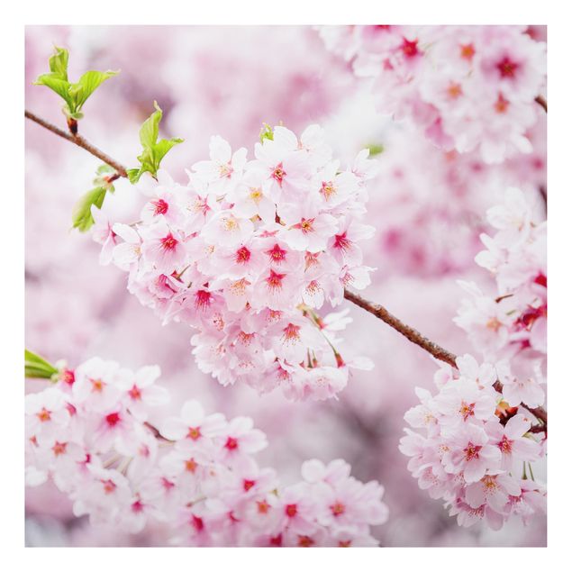 Alu Dibond Druck Japanische Kirschblüten