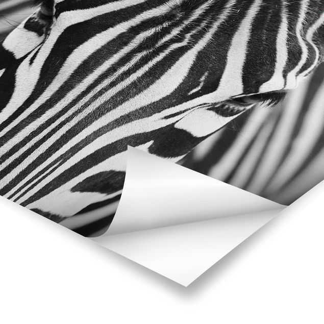 Poster - Zebra Look - Querformat 3:4