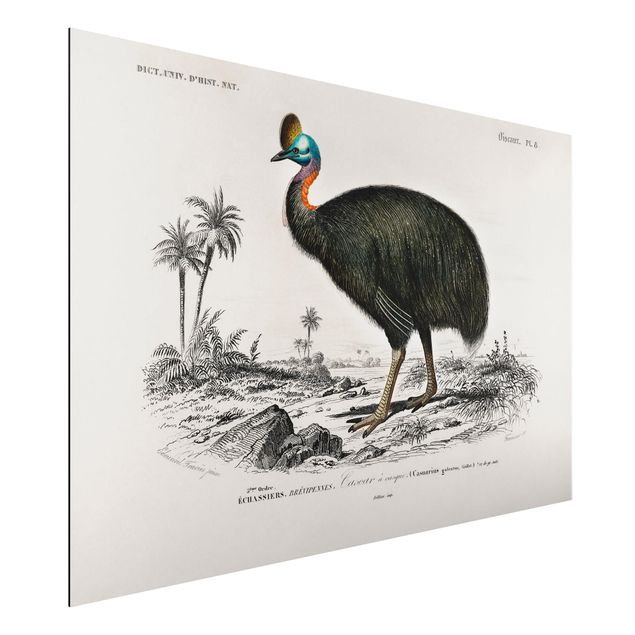 Wandbilder Tiere Vintage Lehrtafel Emu