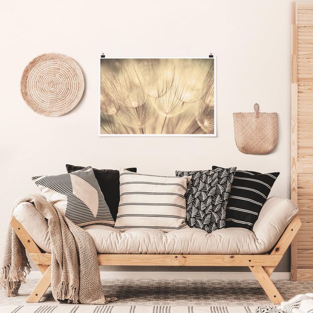 Schöne Wandbilder Pusteblumen Nahaufnahme in wohnlicher Sepia Tönung