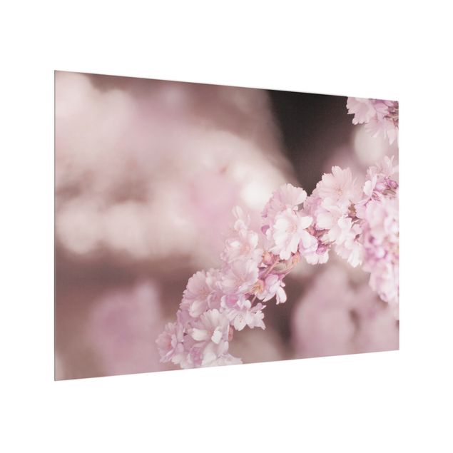 Küchenspritzschutz Kirschblüte im Violetten Licht