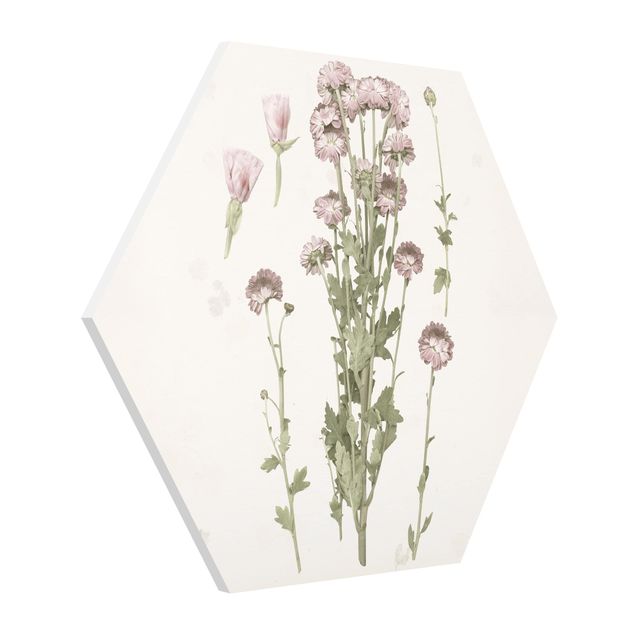 Hexagon Bild Forex - Herbarium in rosa I
