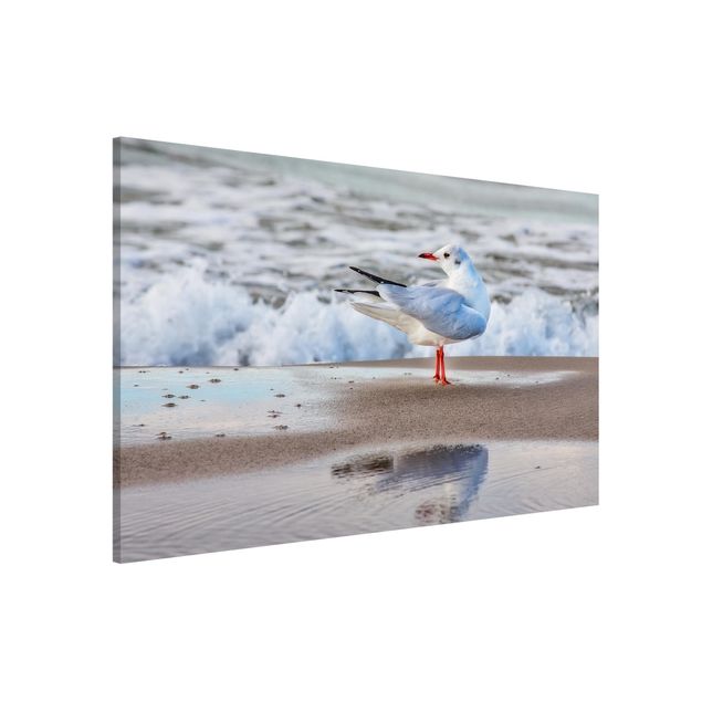 Wandbilder Tiere Möwe am Strand vor Meer