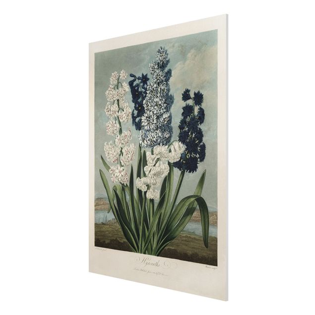 Forex Fine Art Print - Botanik Vintage Illustration Blaue und weiße Hyazinthen - Hochformat 4:3