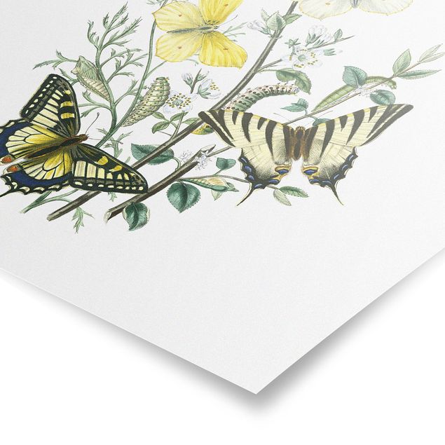 Poster - Britische Schmetterlinge III - Quadrat 1:1