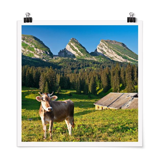 Tiere Poster Schweizer Almwiese mit Kuh