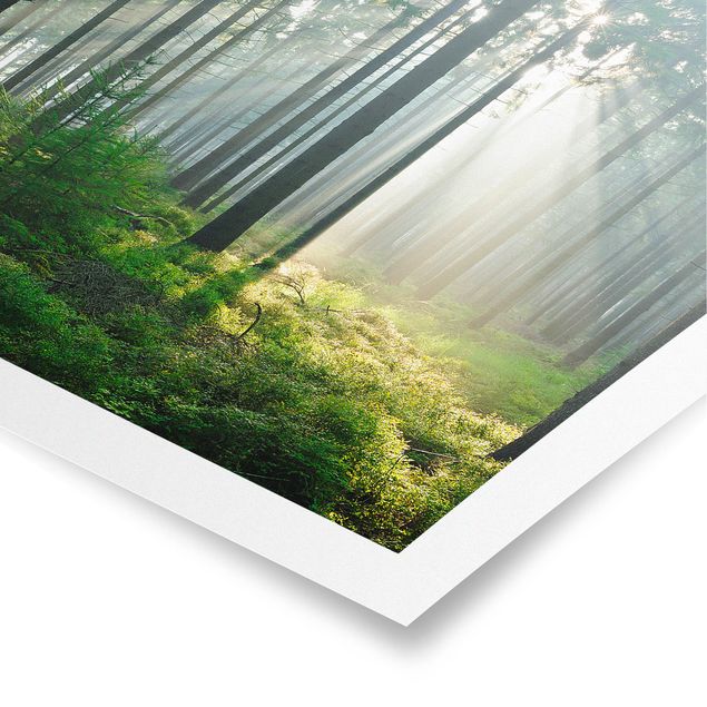 Poster - Enlightened Forest - Quadrat 1:1