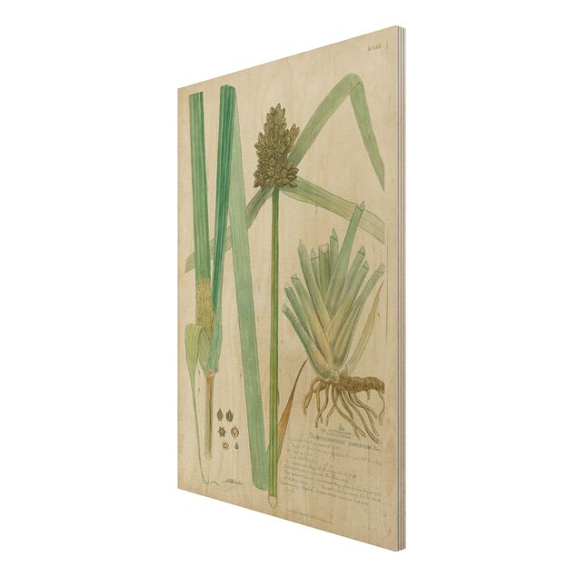 Moderne Holzbilder Vintage Botanik Zeichnung Gräser III