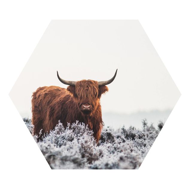 Hexagon Bild Forex - Bison in den Highlands