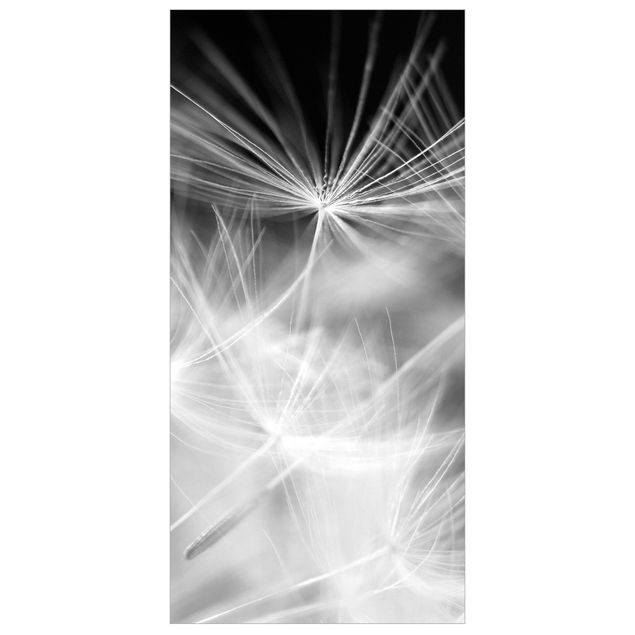 Raumteiler - Bewegte Pusteblumen Nahaufnahme auf schwarzem Hintergrund 250x120cm