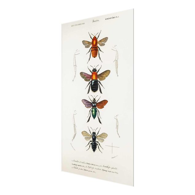 Glasbild - Vintage Lehrtafel Insekten - Querformat 2:3