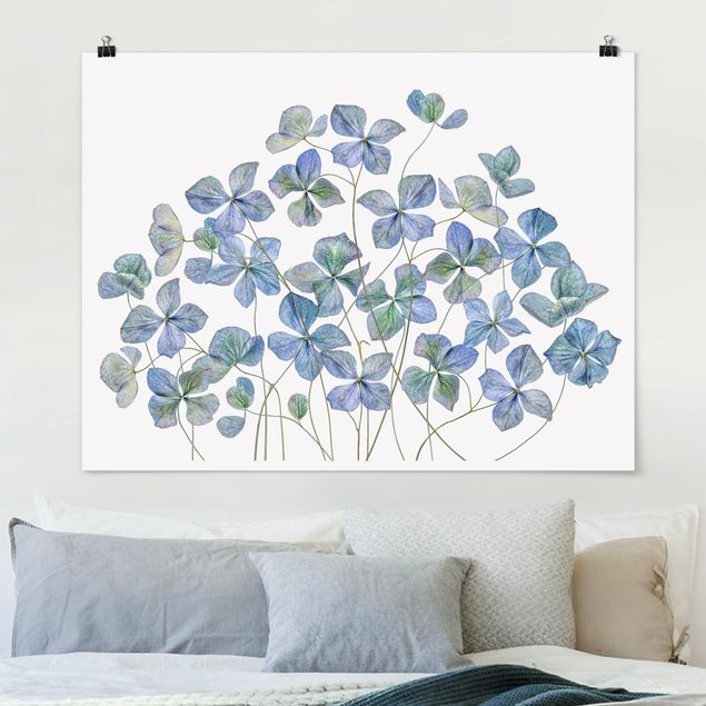 Poster Kunstdruck Blaue Hortensienblüten