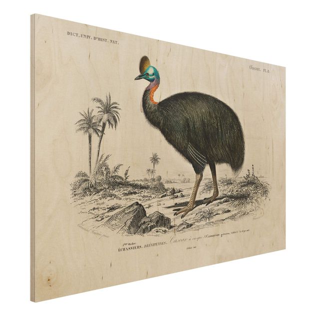Vintage Bilder Holz Vintage Lehrtafel Emu