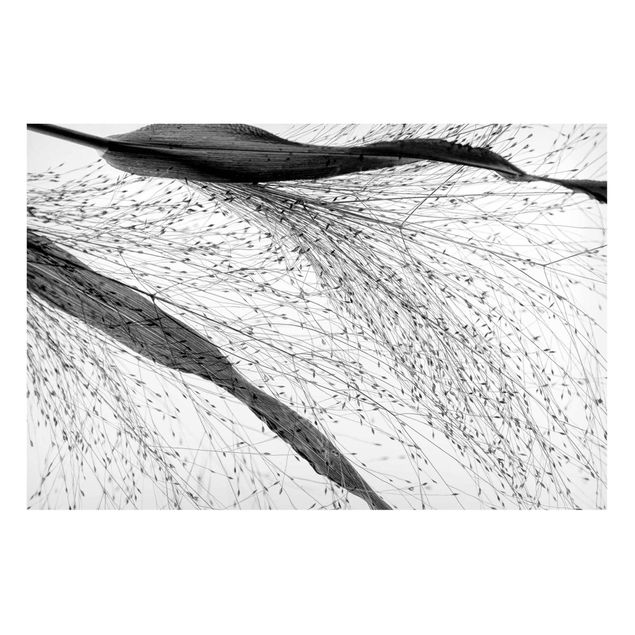 Magnettafel Blumen Zartes Schilf mit feinen Knospen Schwarz Weiß