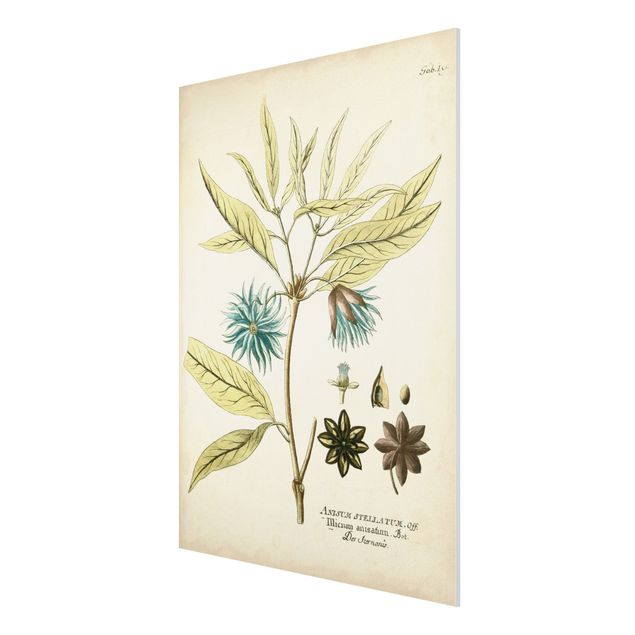 Forex Fine Art Print - Vintage Botanik in Blau Sternanis - Hochformat 4:3