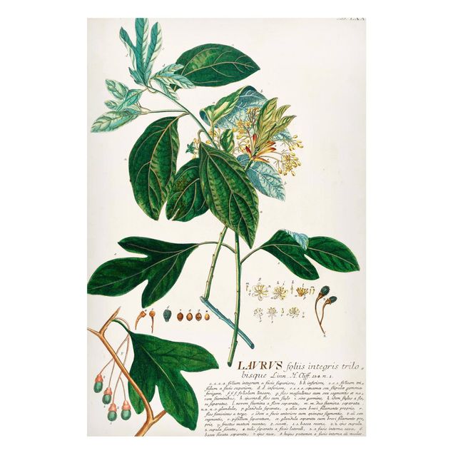 Magnettafel Blumen Vintage Botanik Illustration Lorbeer