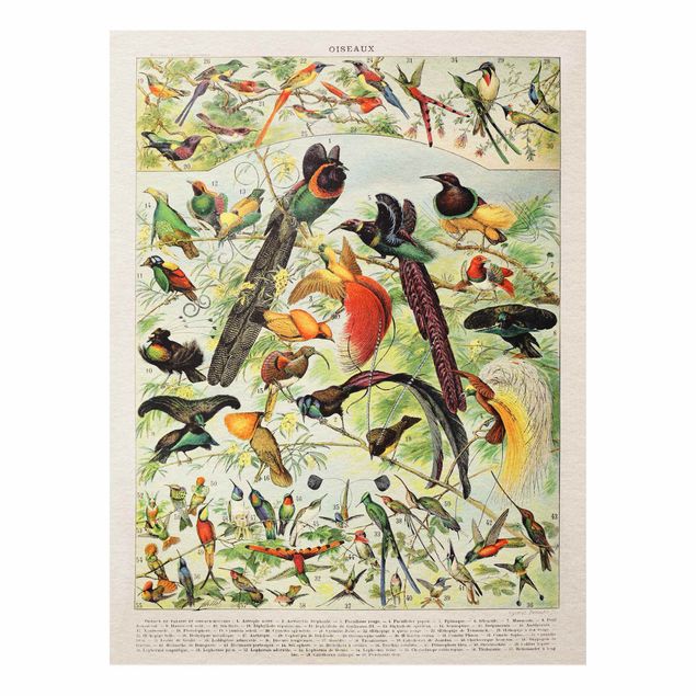 Bilder auf Hartschaumplatte Vintage Lehrtafel Paradiesvögel