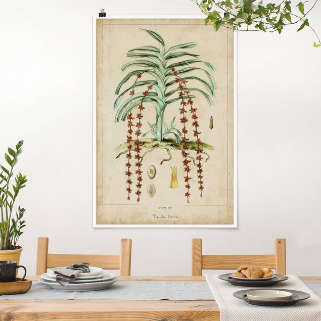 Poster Illustration Vintage Lehrtafel Exotische Palmen IV