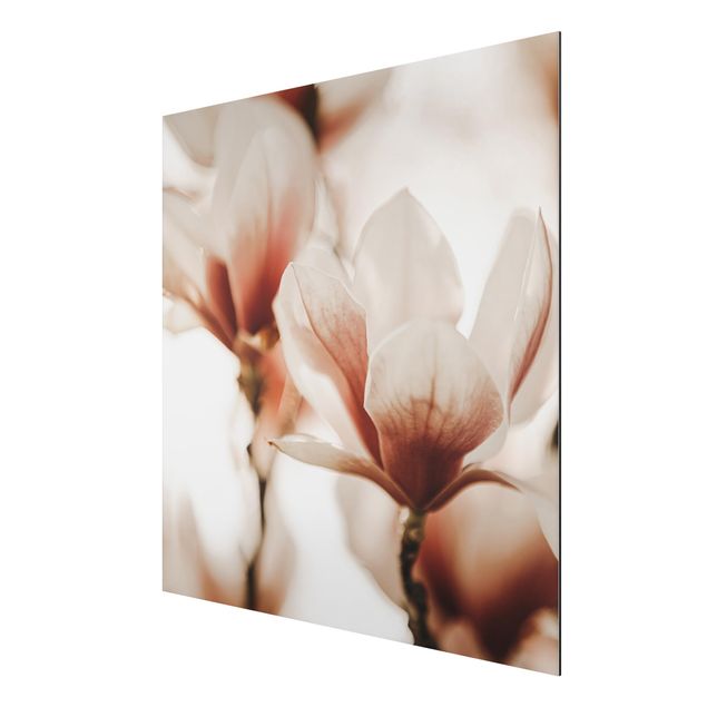 Alu-Dibond - Zarte Magnolienblüten im Lichtspiel - Quadrat