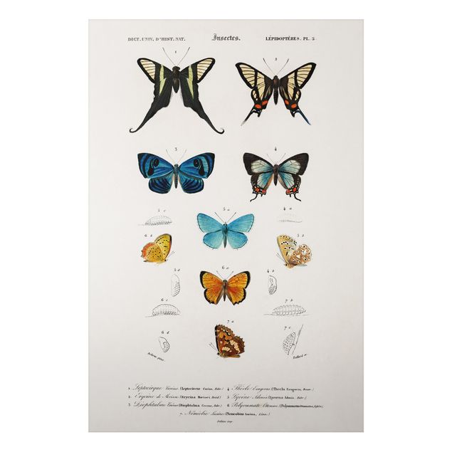 Bilder für die Wand Vintage Lehrtafel Schmetterlinge I