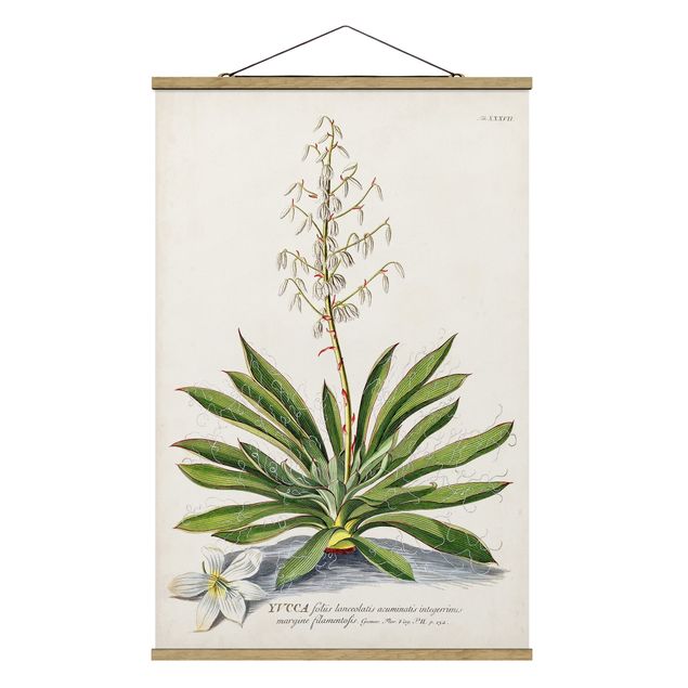 Stoffbild mit Posterleisten - Vintage Botanik Illustration Yucca - Hochformat 2:3