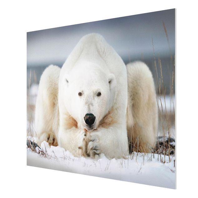Schöne Wandbilder Nachdenklicher Eisbär