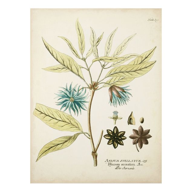 Bilder für die Wand Vintage Botanik in Blau Sternanis