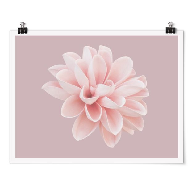 Poster - Dahlie Blume Lavendel Rosa Weiß - Querformat 3:4