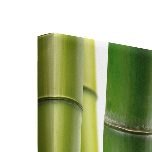 Bilder auf Leinwand Bambuspflanzen