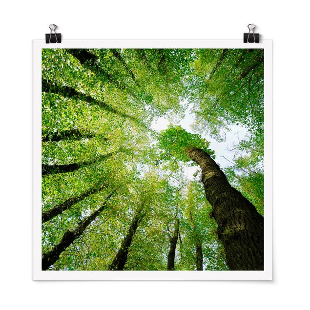 Poster - Bäume des Lebens - Quadrat 1:1