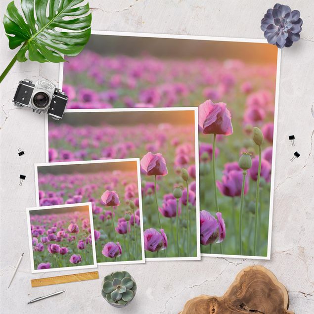 Poster - Violette Schlafmohn Blumenwiese im Frühling - Quadrat 1:1