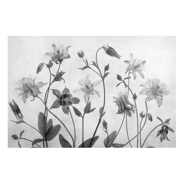 Magnettafel Blumen Wald Akelei Schwarz-Weiß