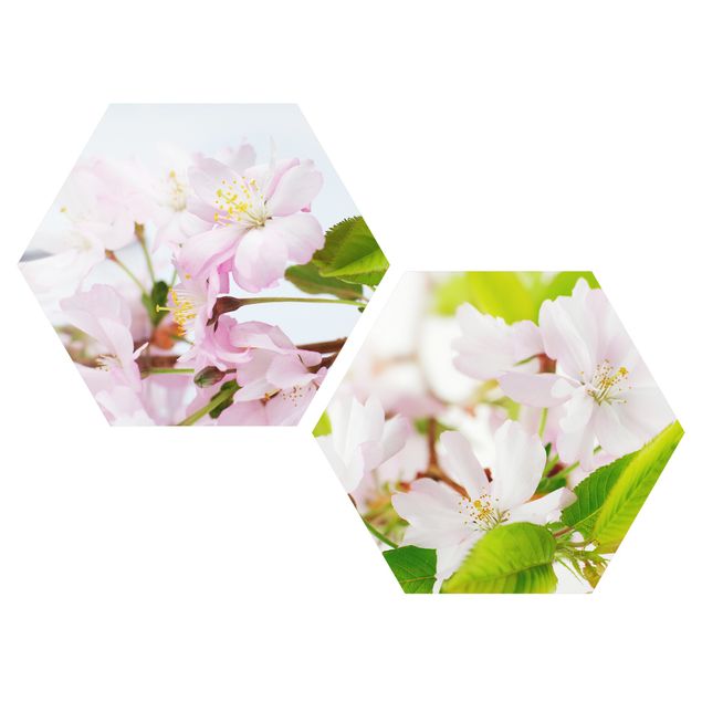 Hexagon Bild Forex 2-teilig - Zierkirsche mit Blüten