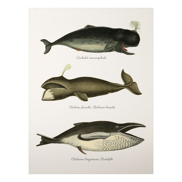 Wandbilder Drei Vintage Wale