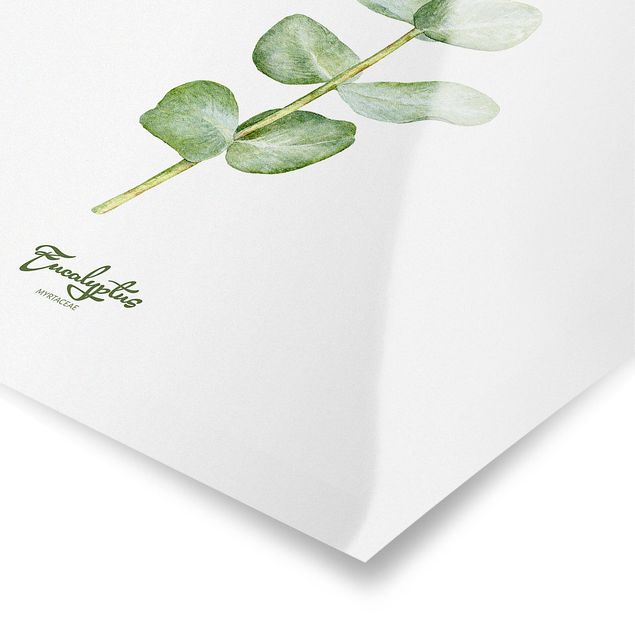 Poster bestellen Aquarell Botanik Eukalyptus
