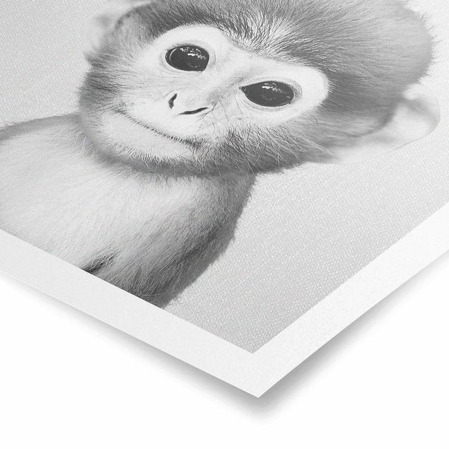 Wandbilder Baby Affe Anton Schwarz Weiß