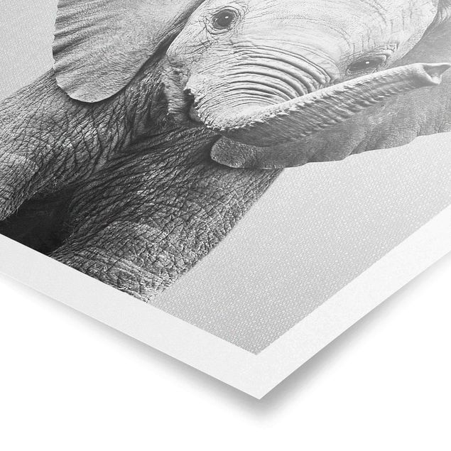 Schöne Wandbilder Baby Elefant Elsa Schwarz Weiß