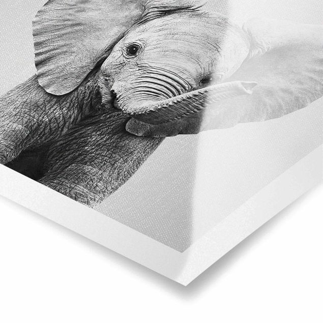 Poster Baby Elefant Elsa Schwarz Weiß